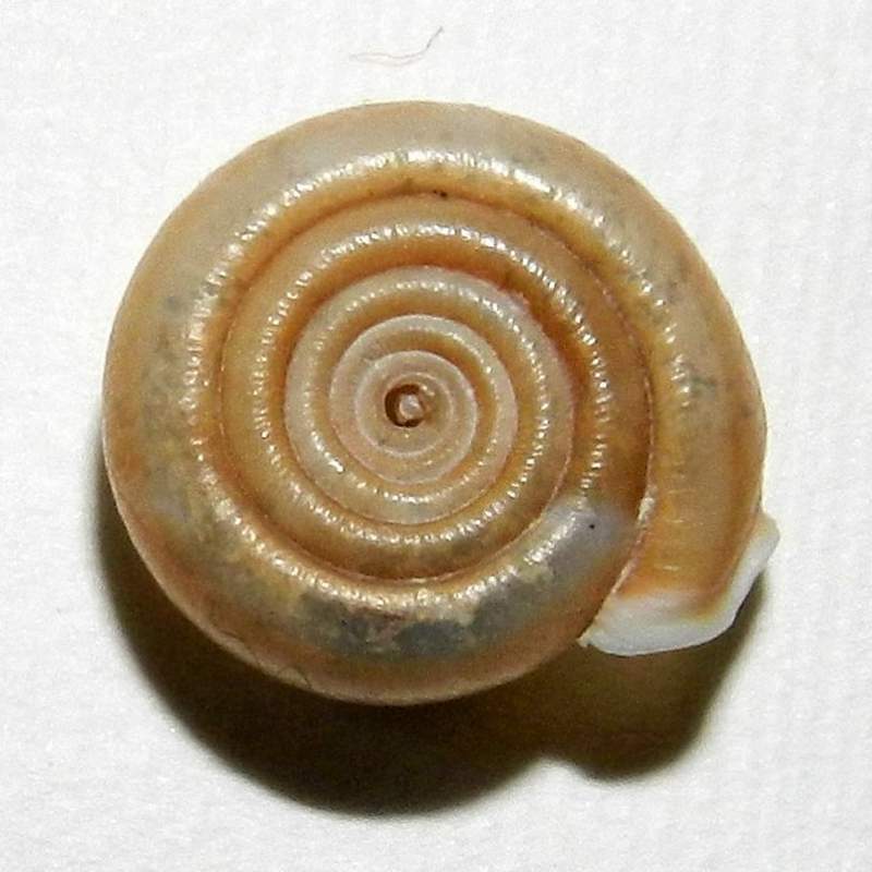 Helicodonta obvoluta (O.F. Mller, 1774) da confermare